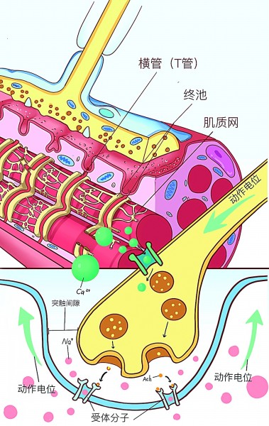 诠释生命之美——当代医学插图创作的多维发展(图4)