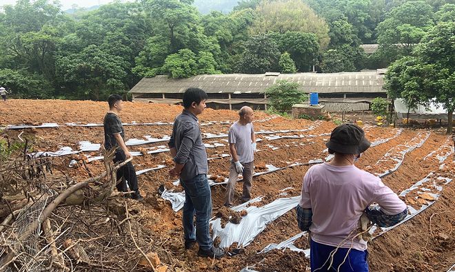 瑞泰农业积极推广五指毛桃种植技术为种植户提供免费教学服务(图1)